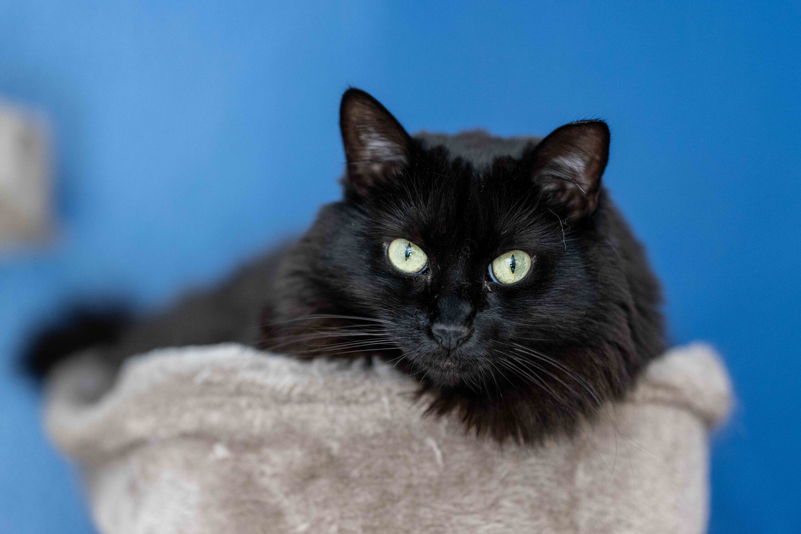 A black cat laying across the top of a grey cat tree with a blue wall behind her.