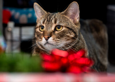 A warm grey tabby looking up and to the left over a wrapped christmas present.