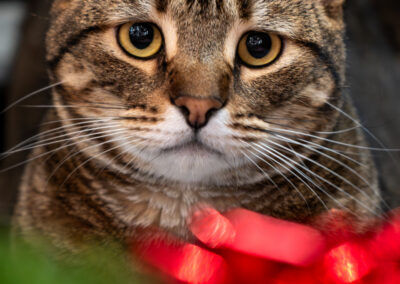 A warm grey tabby looking into the camera over the top of a wrapped christmas present.