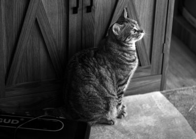 A black and white picture of a tabby cat looking to the right into a light source.