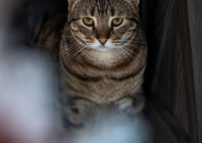 A warm grey tabby looking up at the camera through a branch of a christmas tree.
