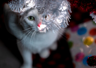 A white cat sitting under the branches of a white faux christmas tree with a colorfully wrapped present next to him.