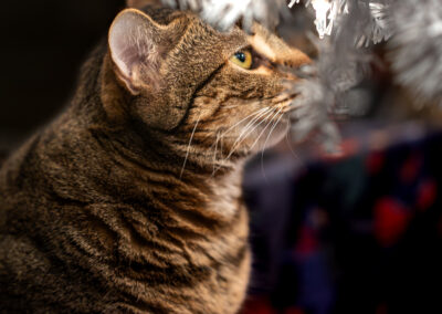A warm grey tabby cat framed with the white branches of a faux christmas tree.