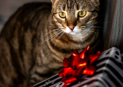 A warm grey tabby lit by the white lights of a christmas tree with a black and white striped christmas present with a red bow in front of him.