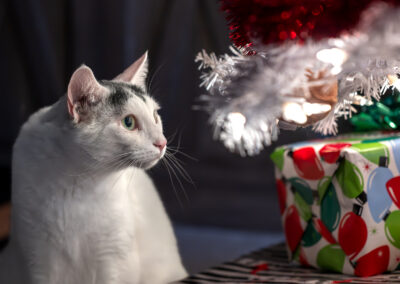 A picture of a white cat sitting next to the lower branches of a white faux christmas tree with white lights. He's looking over at the tree and the colorfully wrapped presents beneath it.