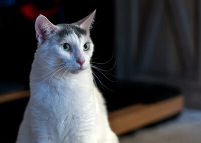 A white cat sitting up, slide-lit, while looking over to the right.