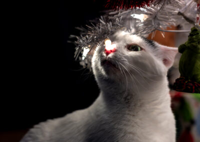 A white cat sitting among the branches of a white faux christmas tree with white lights and colorfully wrapped presents behind him. He has his nose up in the lights.
