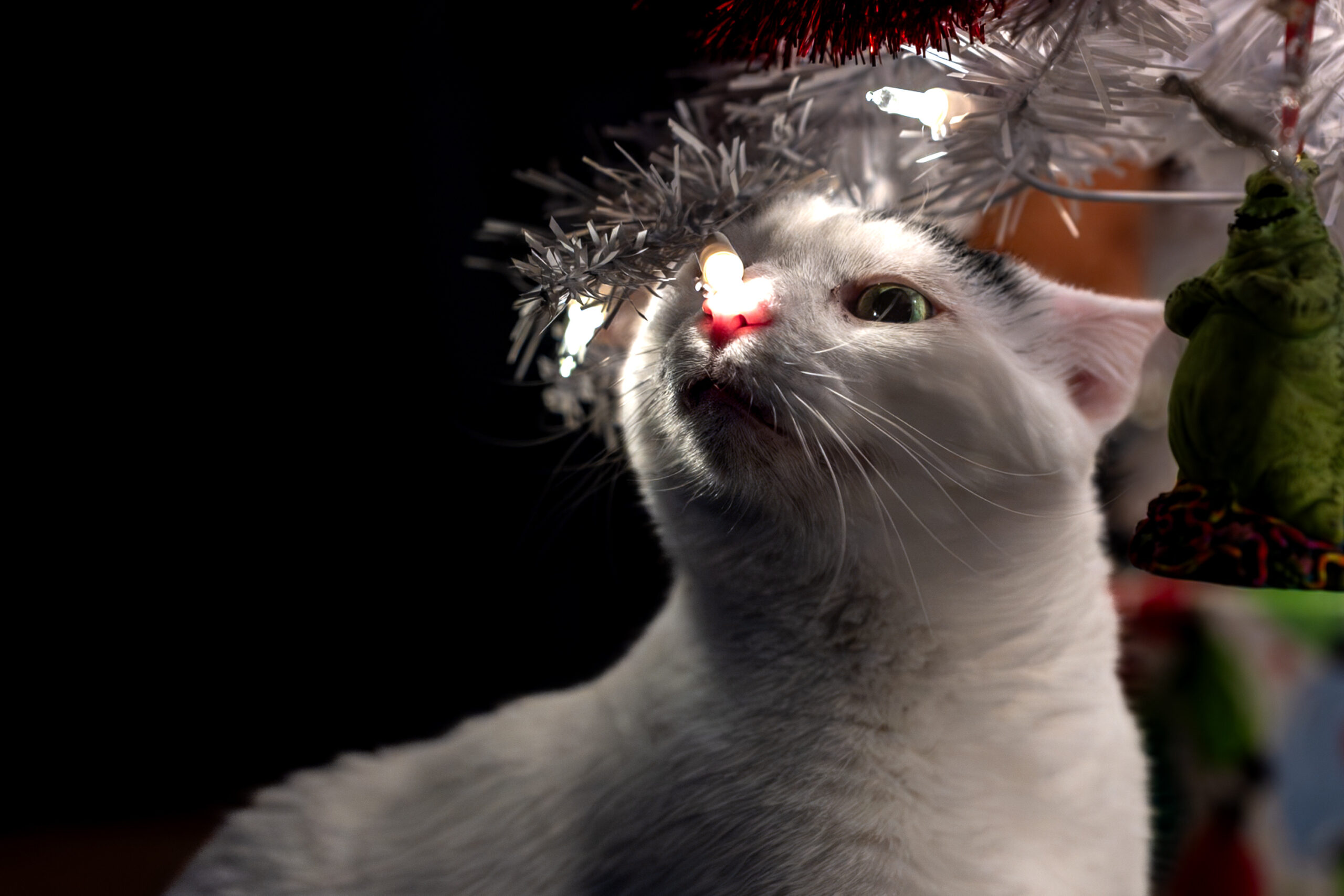 A white cat sitting among the branches of a white faux christmas tree with white lights and colorfully wrapped presents behind him. He has his nose up in the lights.