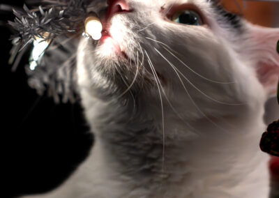 A white cat sitting among the branches of a white faux christmas tree with white lights with his nose up in the branches being lit by the lights.