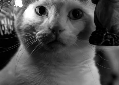 Black and white image of a light colored cat. He's sitting among the branches of a white faux christmas tree with white lights.
